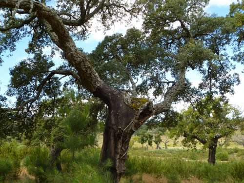 Oak Tree Old Castile