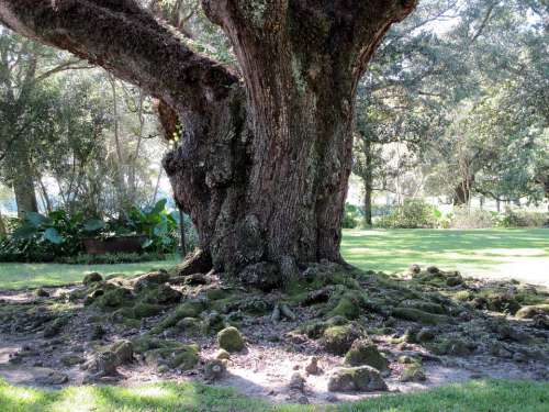 Oak Tree Roots