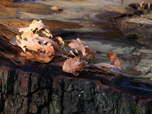 Oak Leaves Brown Oak Leaves Dry Branch Autumn