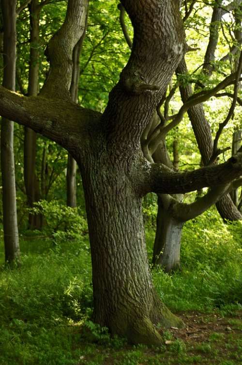 Oak Oak Forest Tree Forest Green Log Nature