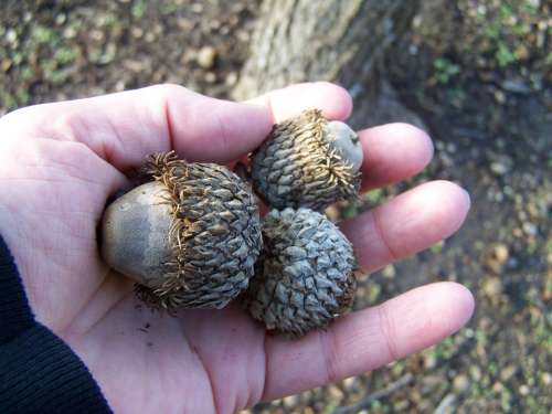 Oak Acorns Hand Nature Autumn Natural Mossy