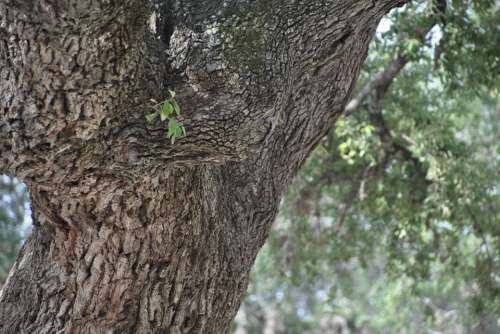 Oak Tree Nature Branch Season Natural Green Wood