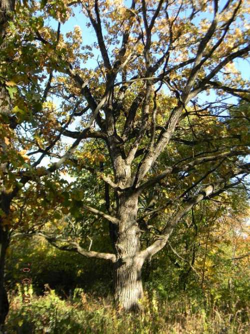 Oak Tree Trees Live Oak Nature Botanical Autumn