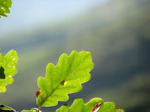 Oak Leaf Green Structure Leaf Oak Oak Leaves