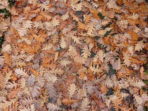 Oak Leaves Foliage Autumn Autumn Leaves Season