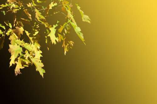 Oak Leaves Leaves Emerge Oak Autumn Decoration