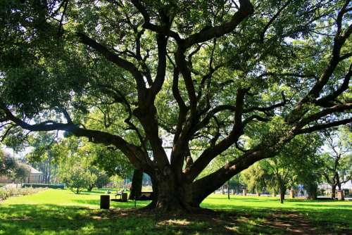 Oak Tree Tree Oak Majestic Old Grand Big Shade