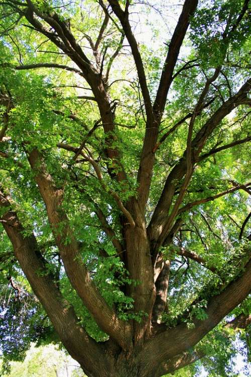 Oak Tree Tree Oak Majestic Old Grand Big Shade