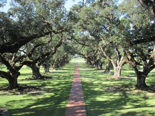 Oaks Oak Trees Alley Path