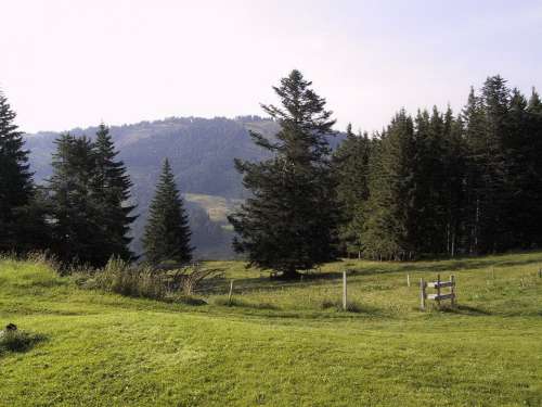 Oberstaufen Steibis Upper Rose Alp Nature Mountains