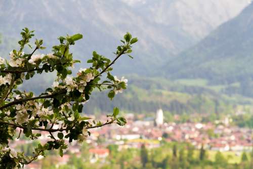 Oberstdorf Apple Tree Alpine Mountains Nature