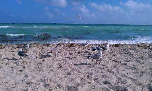 Ocean Atlantic Seagulls Bird Sand Beach Sea