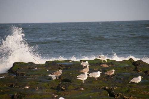 Ocean Sea Rocks Birds Summer Wave Nature Shore