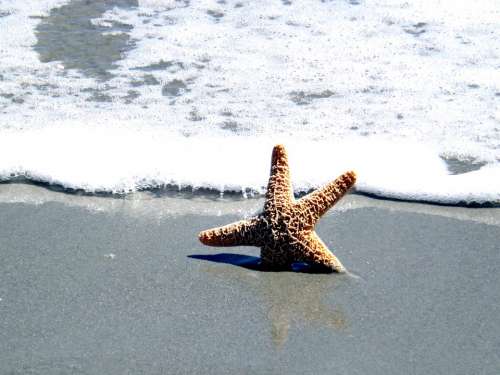 Ocean Shell Star Fish Sea Summer Beach Travel