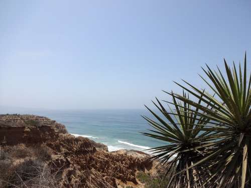 Ocean Sea Bluff Palm California Coast San Diego