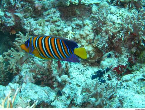 Ocean Life Under Water Colorful Fish Corals Sea