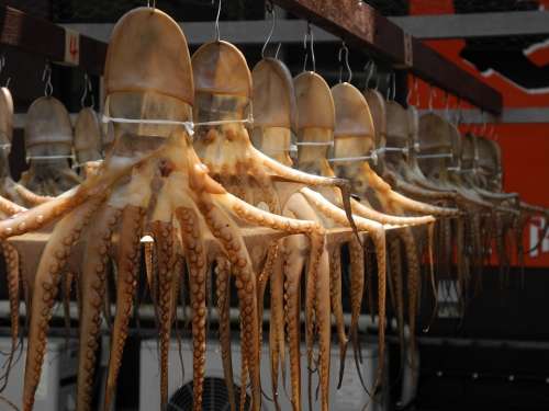 Octopus Tentacles Creature Animal Food Fishing