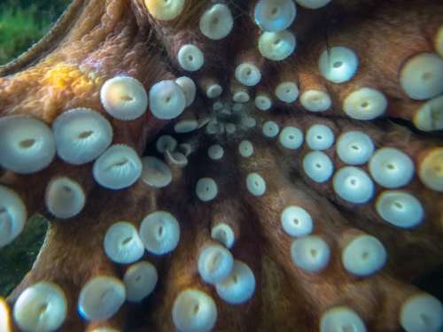 Octopus Aquarium Fish Animals Creature Deep