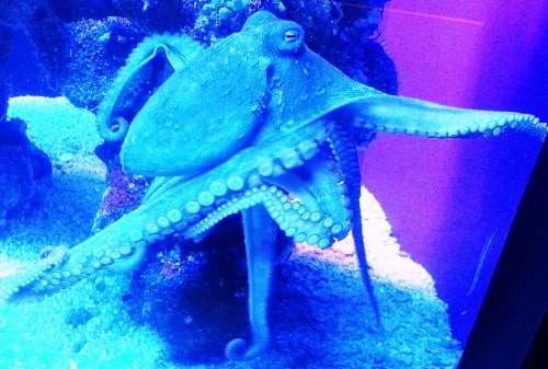 Octopus Kraken Sea Life Animal Ocean Underwater