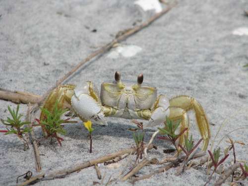 Ocypode Crab Ghost Lobsters Crabs Animals Fauna
