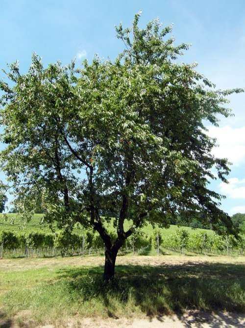 Odenwald Cherry Tree Fruit Fruit Tree Wine Summer