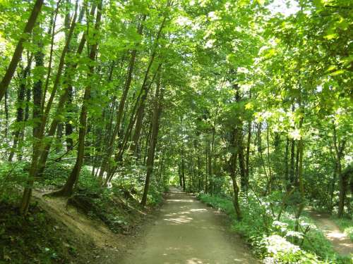 Odenwald Forest Path Trail Summer Hiking Away