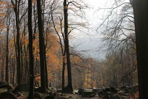 Odenwald Tree Autumn Mood