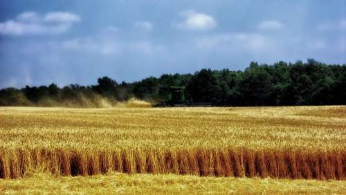 Ohio Wheat Harvest Harvesting Farm Rural Farmland