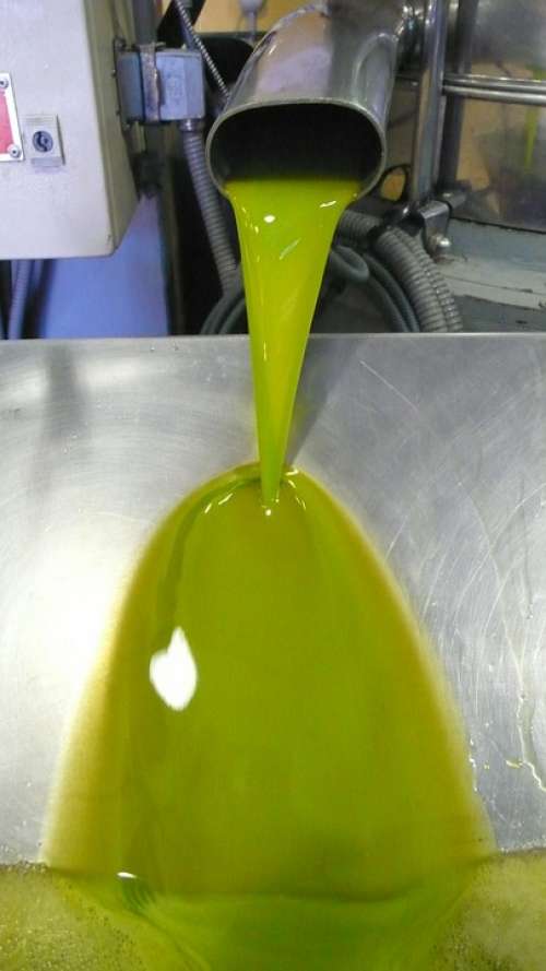 Oil First Pressure Olive Fruit Nature Olivas