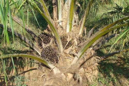 Oil Palm Fruit Bunch Tree Vegetable Oil
