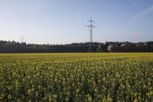 Oilseed Rape Agricultural Operation Yellow Field
