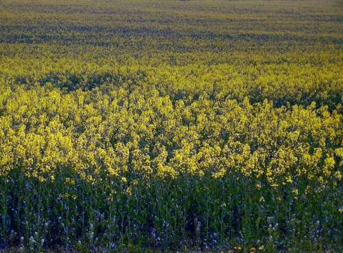 Oilseed Rape Field Of Rapeseeds Field