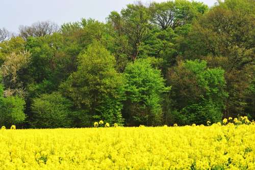 Oilseed Rape Tree Field Summer Sky Yellow Green