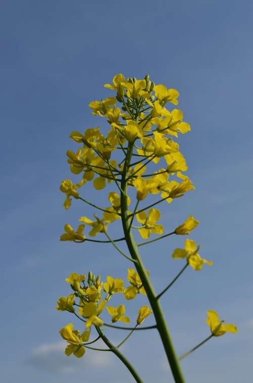 Oilseed Rape Rape Blossom Yellow