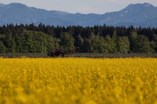 Oilseed Rape Agricultural Operation Yellow Field