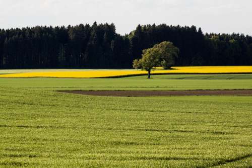Oilseed Rape Agricultural Operation Yellow Field