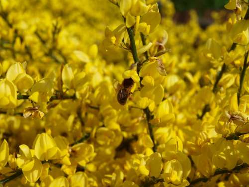 Oilseed Rape Rape Blossoms Yellow Field Of Rapeseeds