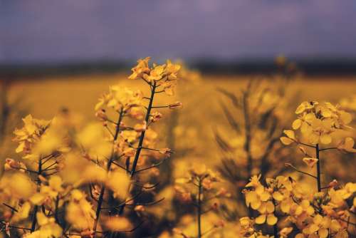 Oilseed Rape Field Yellow Summer Blossom