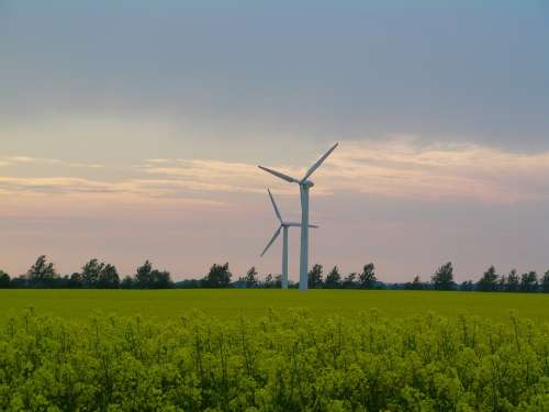 Oilseed Rape Field Of Rapeseeds Rügen Windmills