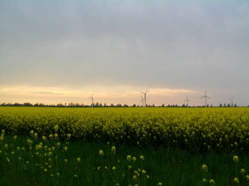 Oilseed Rape Field Of Rapeseeds Rügen Windmills