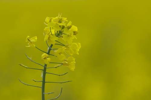 Oilseed Rape Rape Blossom Yellow Field Of Rapeseeds