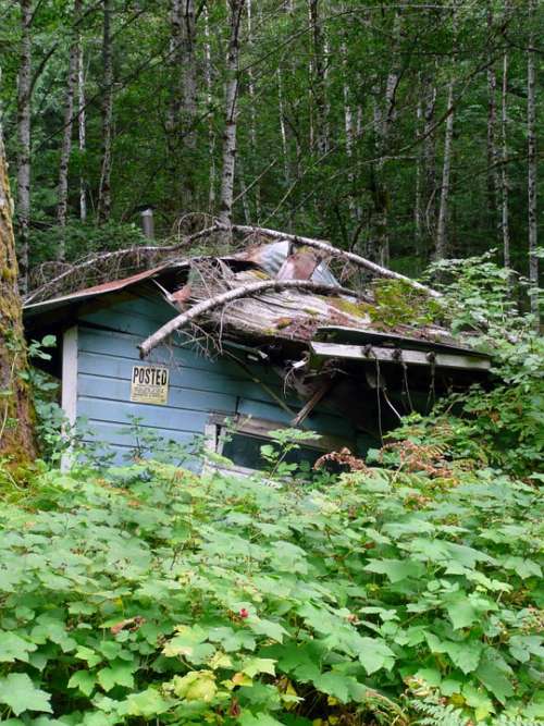 Old Damaged House Nature Forest Landscape Wrecked