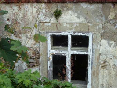 Old House Window Old Plaster New Green Plant