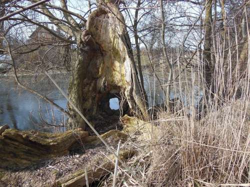 Old Tree Stump Hollow Tree Stump Peephole Hollow