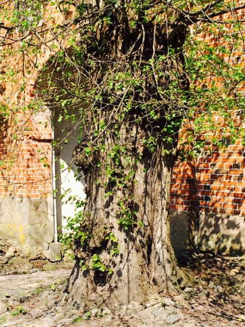 Older Tree Gnarled Leaves Aesthetic House Wall