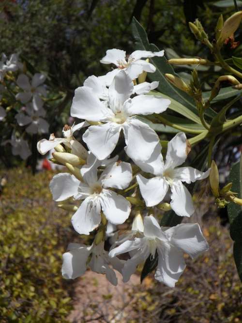 Oleander White Flower Blossom Bloom Bloom Flower