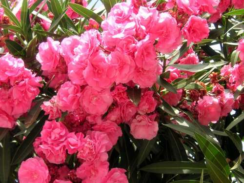Oleander Pink Flowers Blossom Bloom Mediterranean