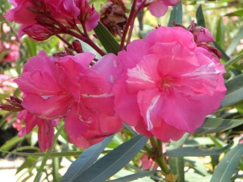 Oleander Pink Blossom Bloom Bloom Ornamental Shrub