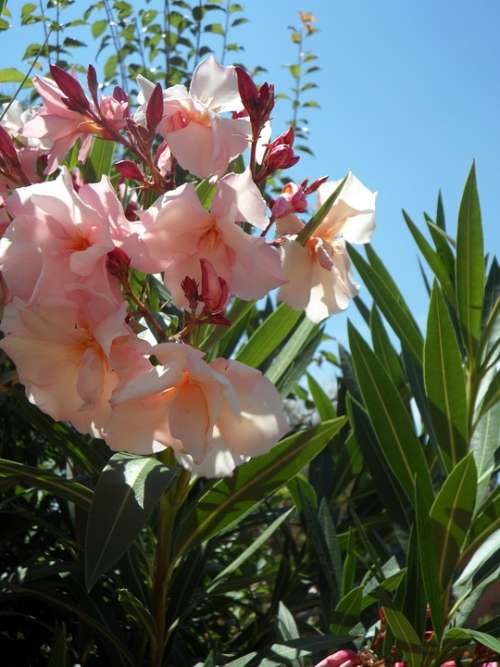 Oleander Pink Ornamental Shrub Bush Blossom Bloom