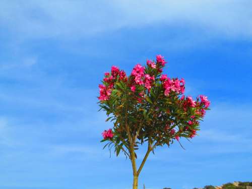 Oleander Red Bäumchen Flowers Pink Blue Sky